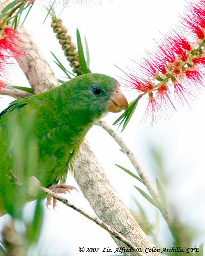 White-winged Parakeet