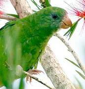 White-winged Parakeet