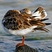 Ruddy Turnstone