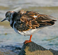 Ruddy Turnstone