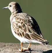 Ruddy Turnstone