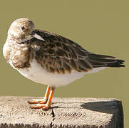 Ruddy Turnstone