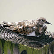 Ruddy Turnstone