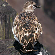 Ruddy Turnstone