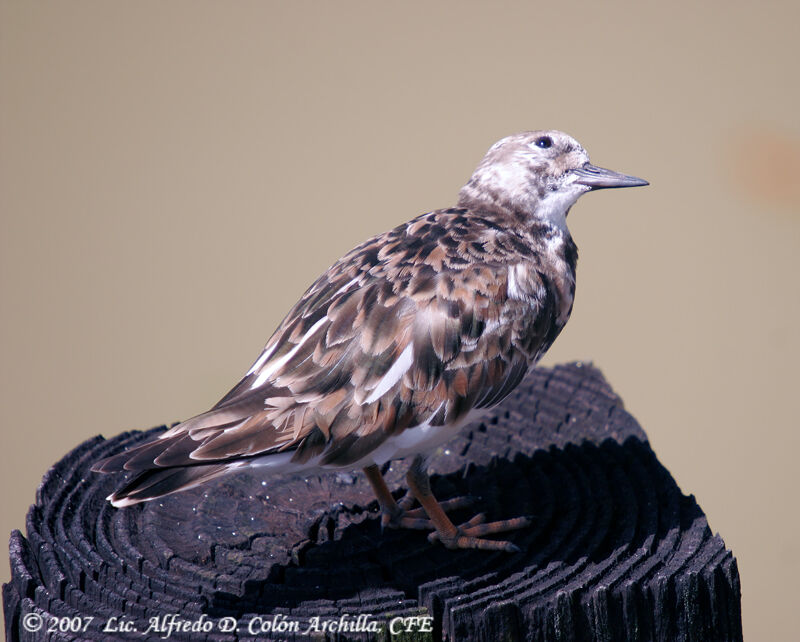 Ruddy Turnstone