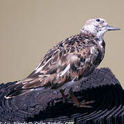 Ruddy Turnstone