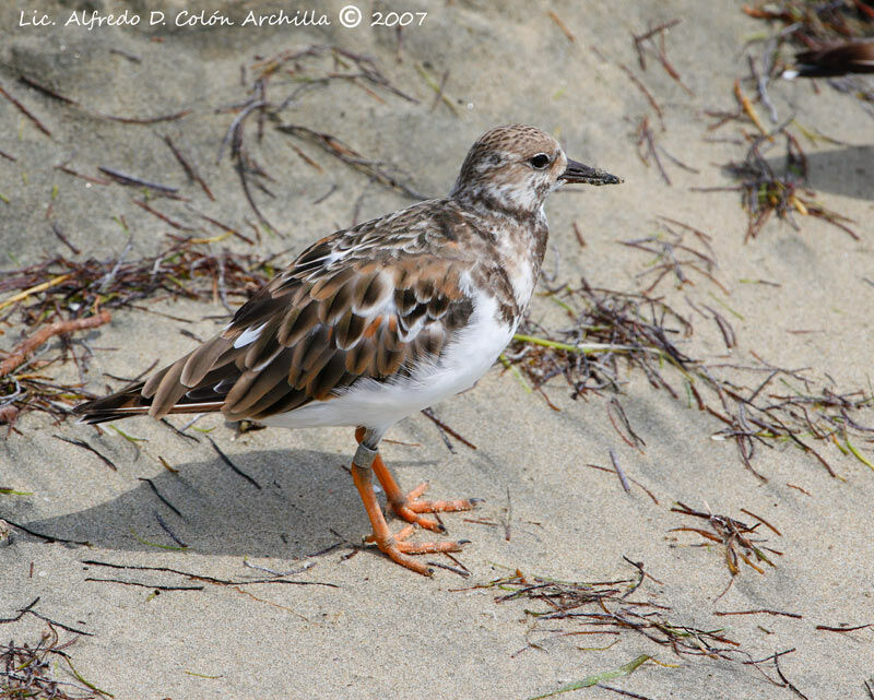 Ruddy Turnstone