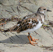 Ruddy Turnstone