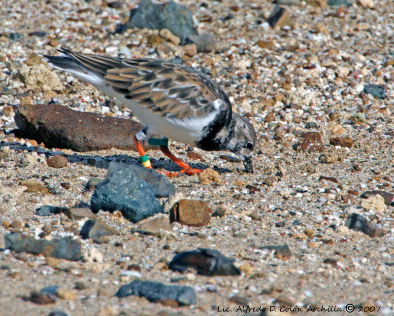 Ruddy Turnstone