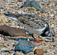 Ruddy Turnstone