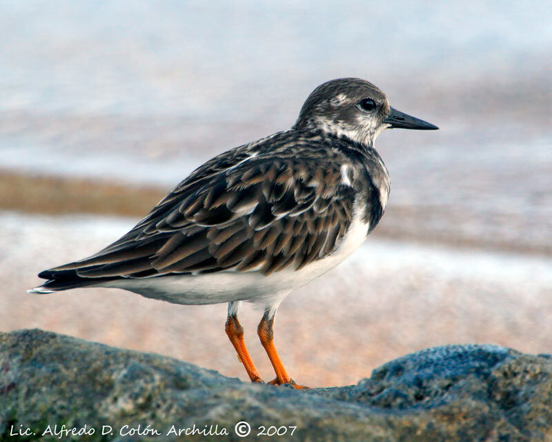 Ruddy Turnstone