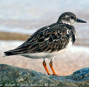 Ruddy Turnstone