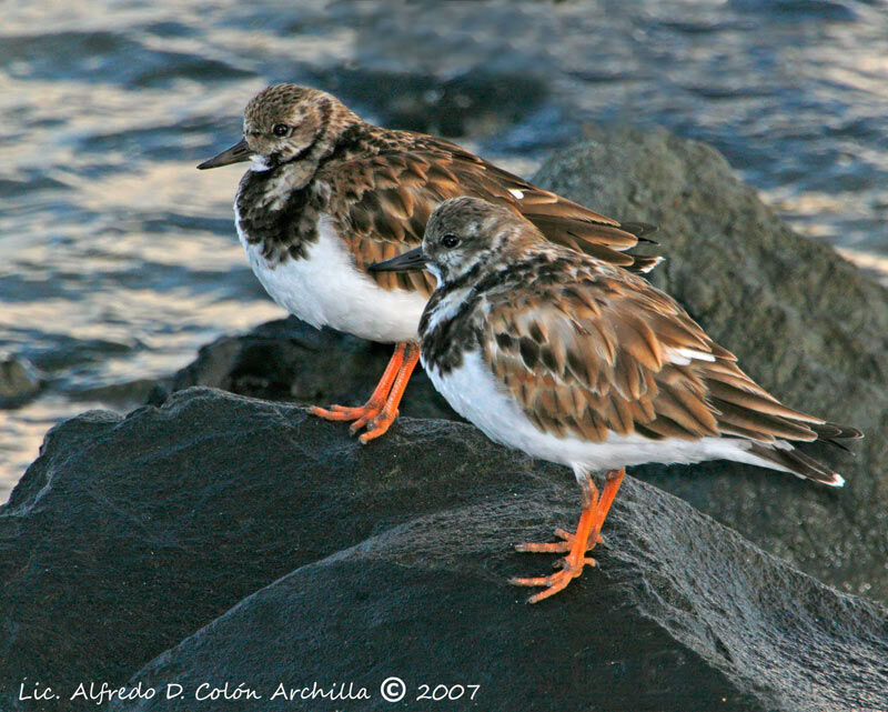 Ruddy Turnstone