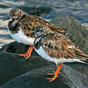 Ruddy Turnstone