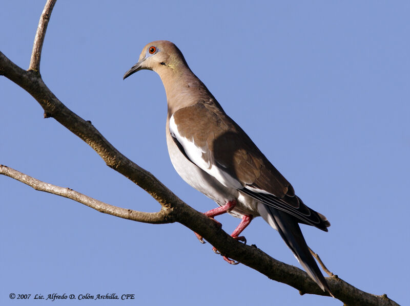 White-winged Dove