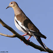 White-winged Dove