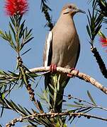 White-winged Dove