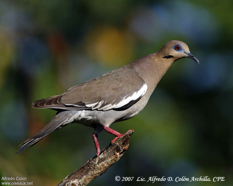 White-winged Doveadult, identification