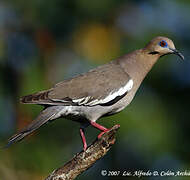 White-winged Dove