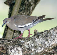 White-winged Dove