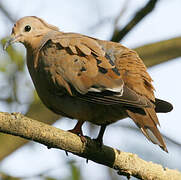 Zenaida Dove