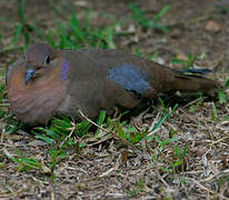 Zenaida Dove