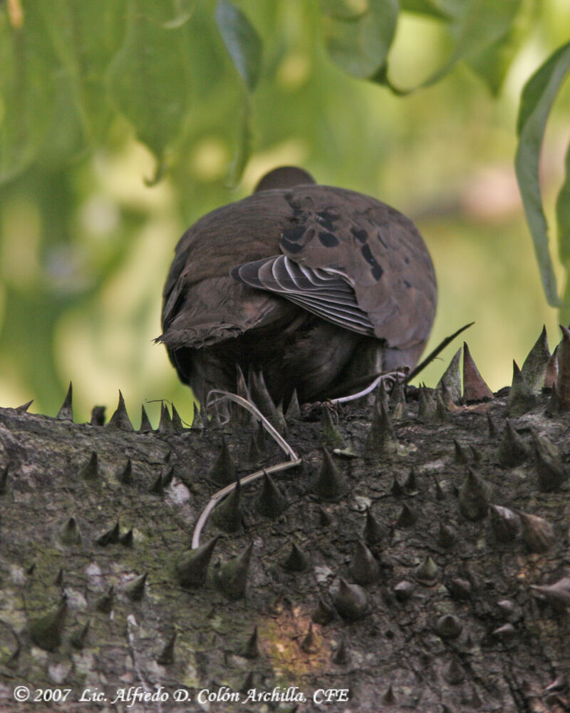 Zenaida Dove