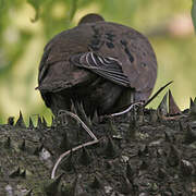 Zenaida Dove