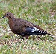 Zenaida Dove