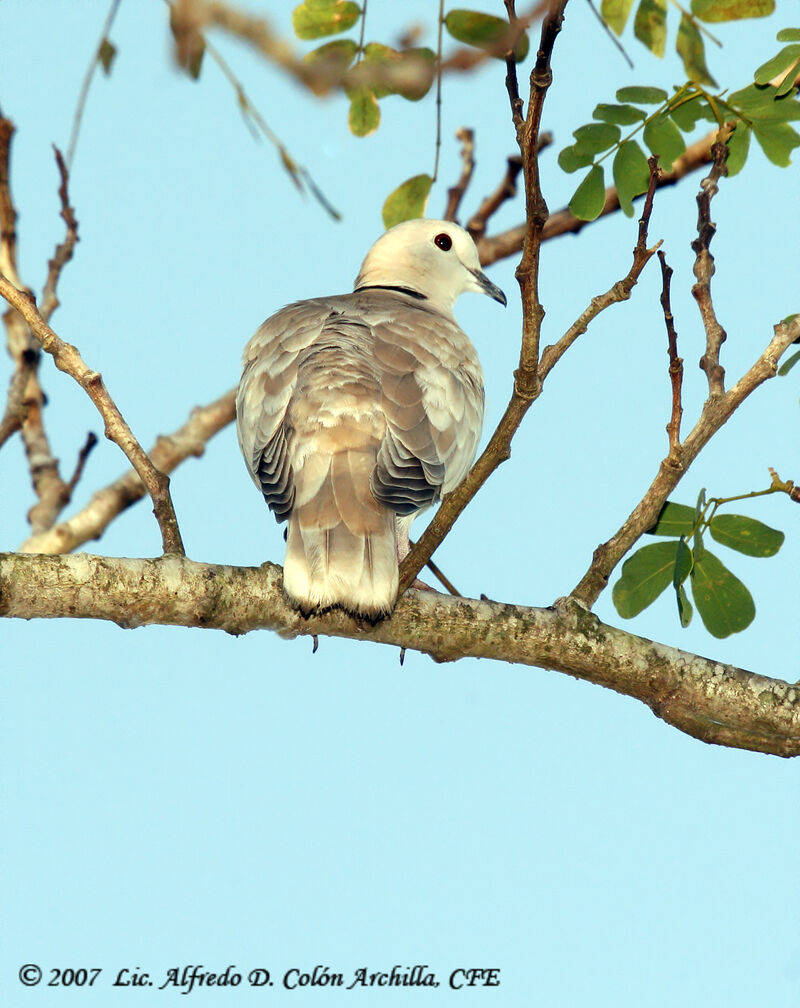 African Collared Dove