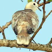 African Collared Dove