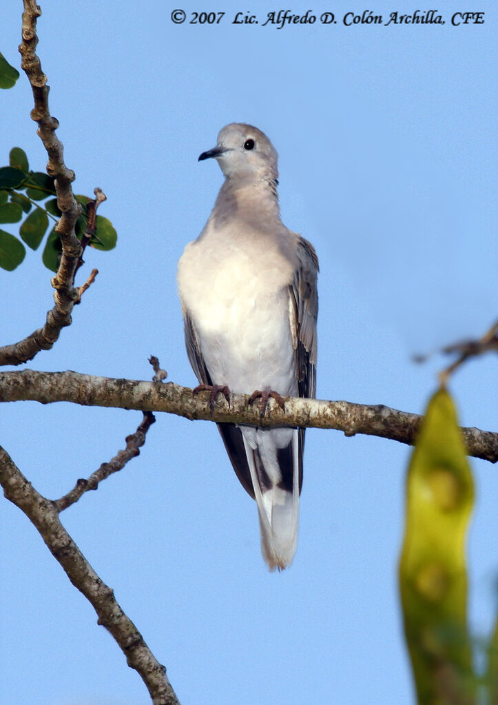 African Collared Dove