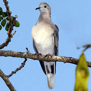 African Collared Dove