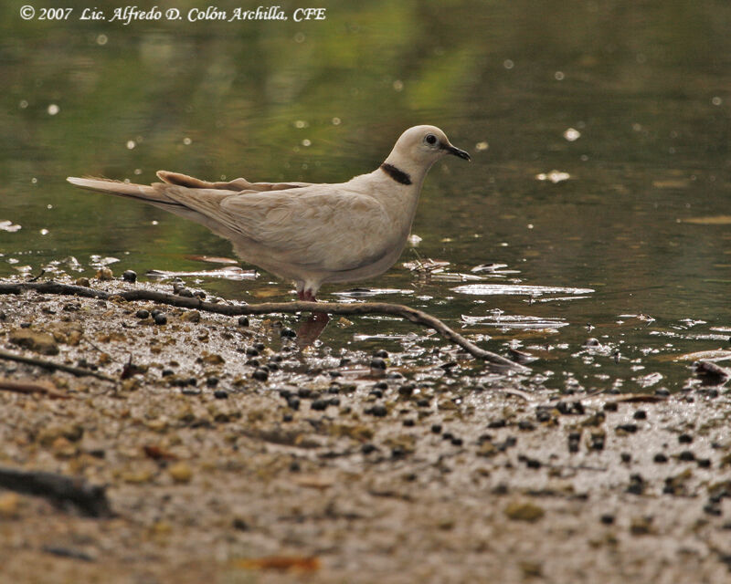 African Collared Dove