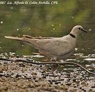 African Collared Dove