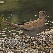 African Collared Dove