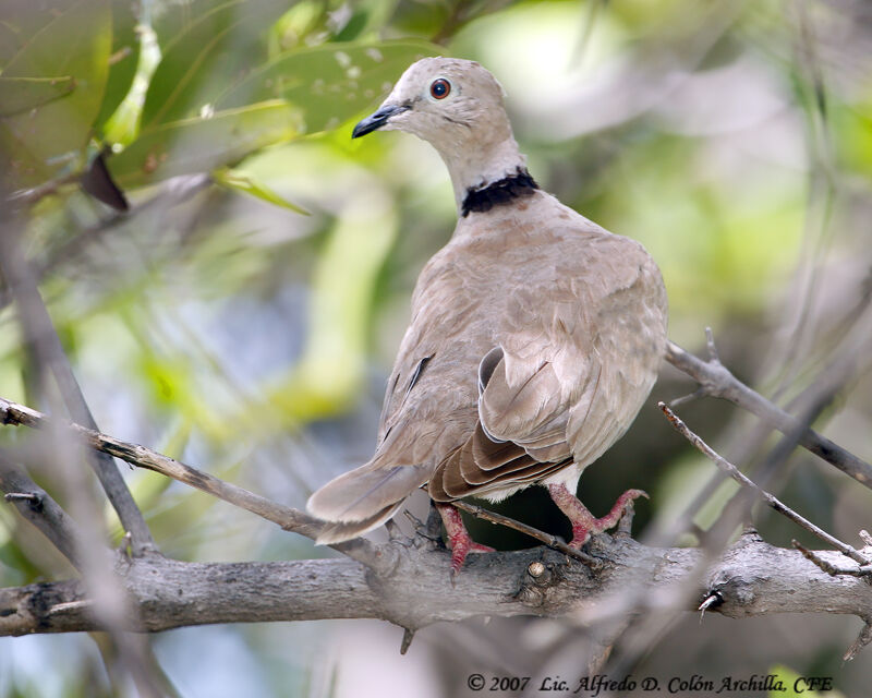 African Collared Dove