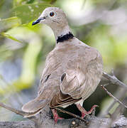 African Collared Dove