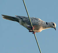 African Collared Dove