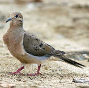 Mourning Dove