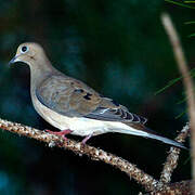 Mourning Dove