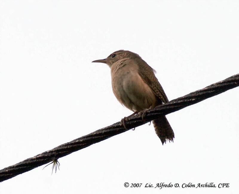 House Wren (musculus)adult