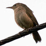 House Wren (musculus)