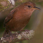 House Wren (musculus)