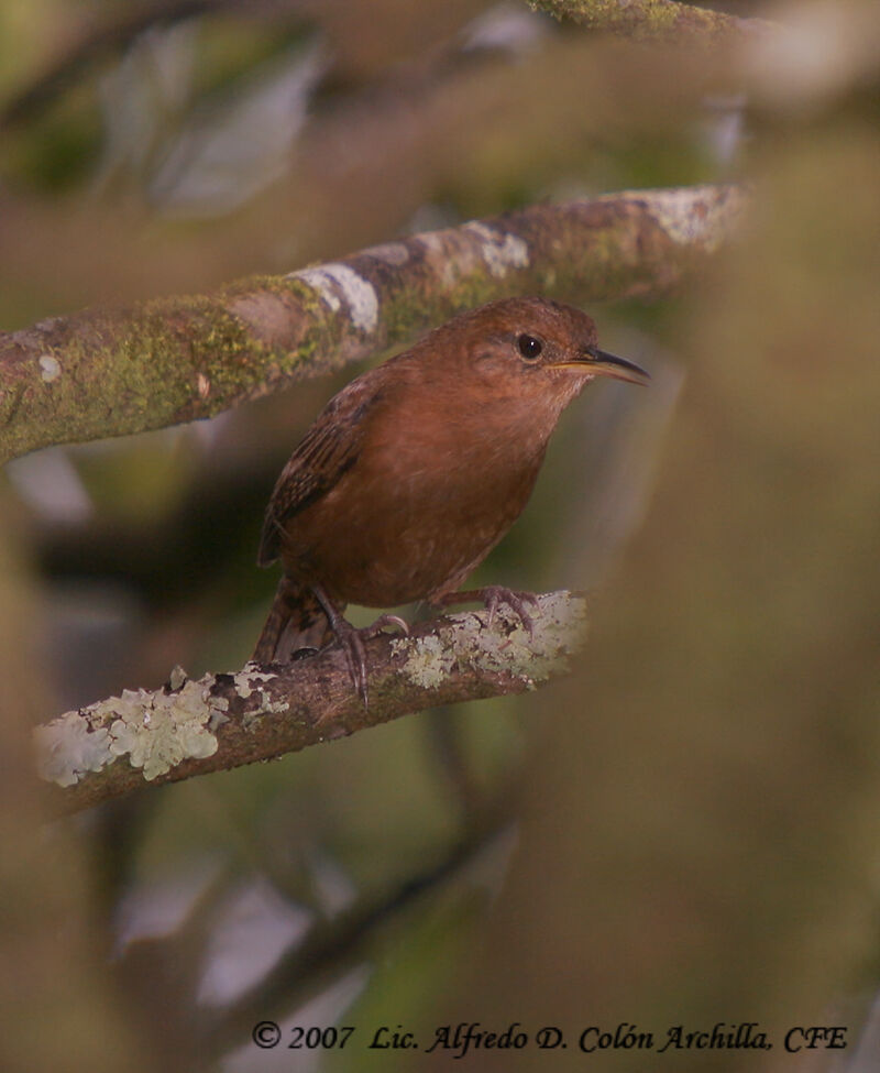 Kalinago Wren