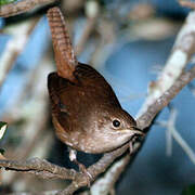 House Wren