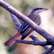 Streaked Flycatcher