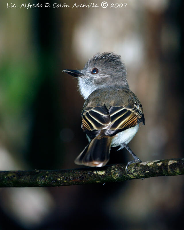 Puerto Rican Flycatcher