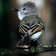 Puerto Rican Flycatcher