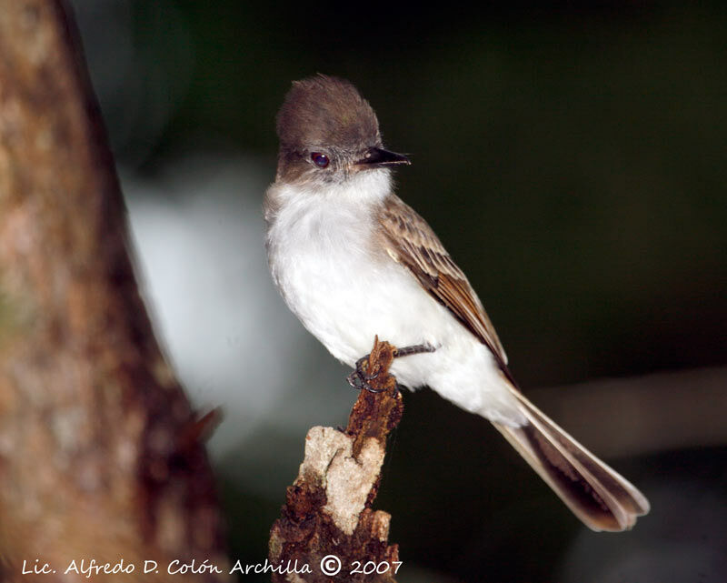 Puerto Rican Flycatcher